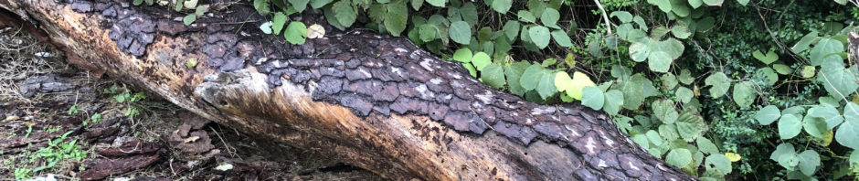 A fallen tree, some of its bark peeled off.